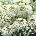 Alyssum Snow White