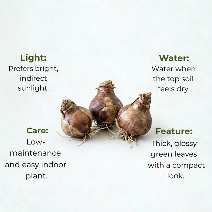 Amaryllis Lily Mix Bulb(1Pc)