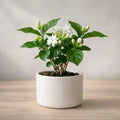 Potted plant with white flowers and green leaves on a wooden surface.