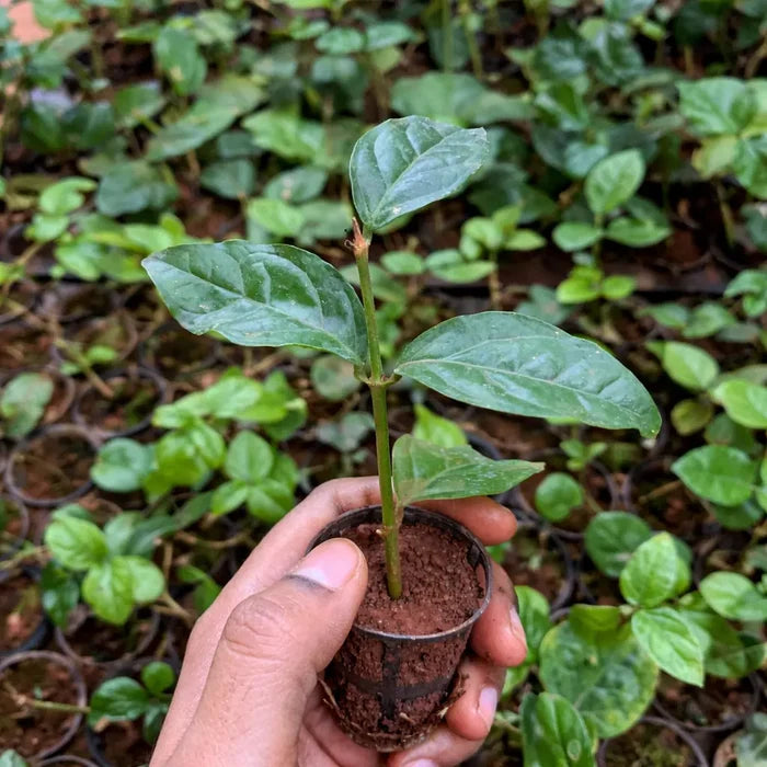 Hand holding a small potted plant with green leaves against a background of more plants.