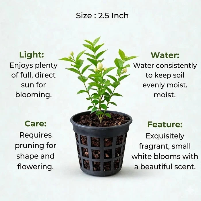 A plant in black net pot on a white background with certain details
