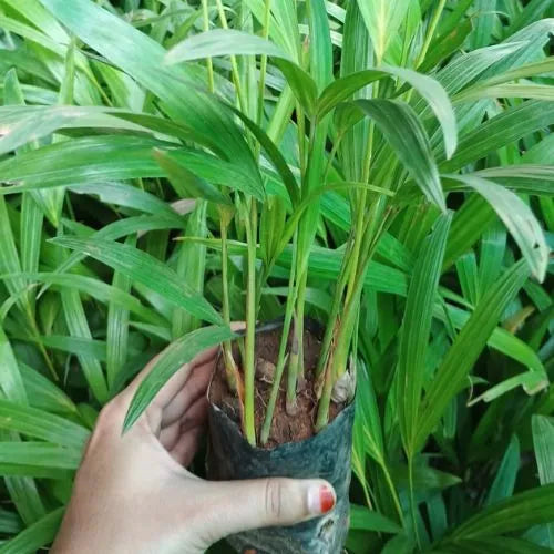 Areca Palm plants  is holding by  hand