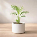 Areca Palm Sapling