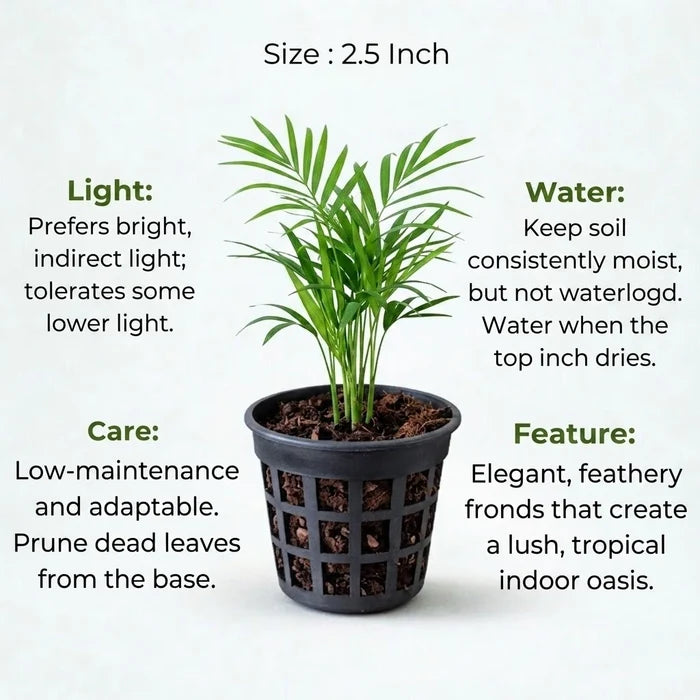 Areca Palm Sapling