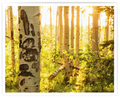 Aspen Sunrise Print - 8 x 10