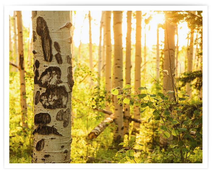 Aspen Sunrise Print - 8 x 10