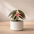 Begonia Angel Wing Plant Sapling (1Pc)