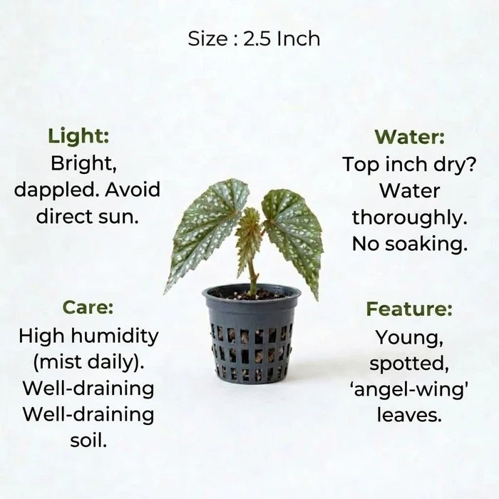 Begonia Angel Wing Plant Sapling (1Pc)