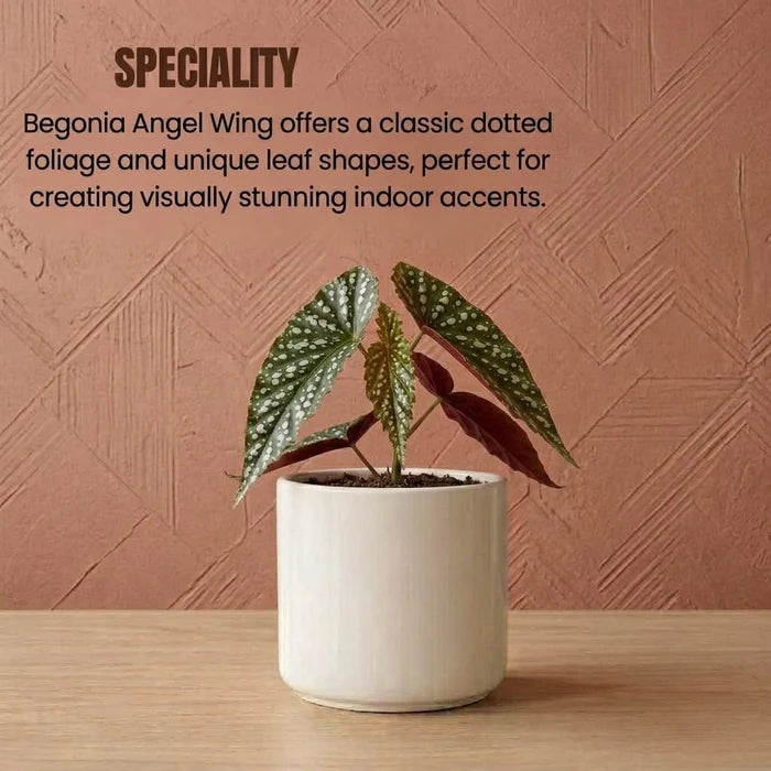 Begonia Angel Wing Plant Sapling (1Pc)