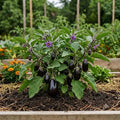 Brinjal Seeds (12 seeds)