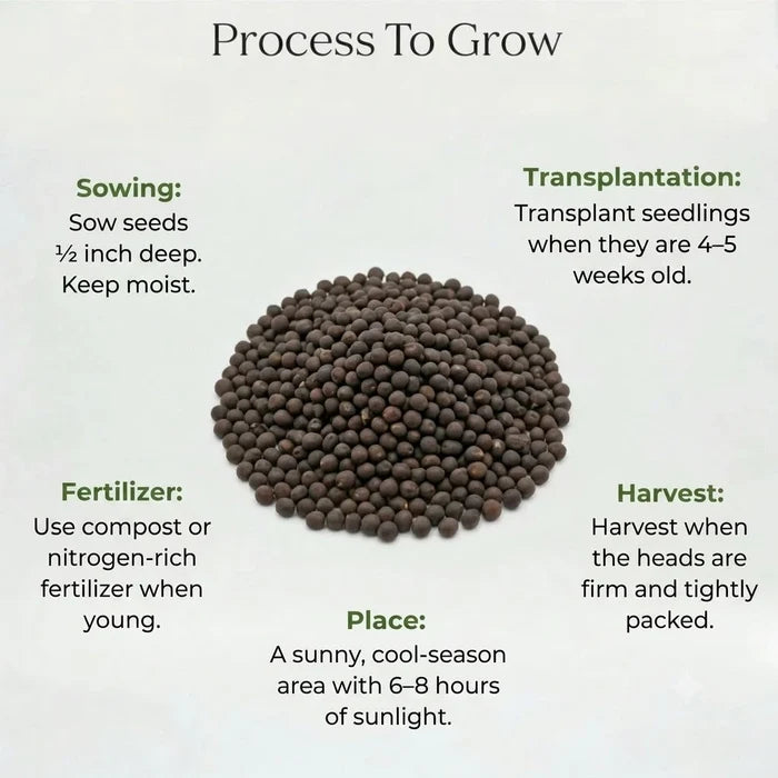 Broccoli Seeds (20 seeds)