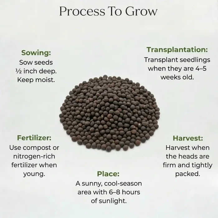 Cauliflower Seeds (10 seeds)