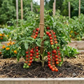 Cherry Tomato Seeds (25 seeds)