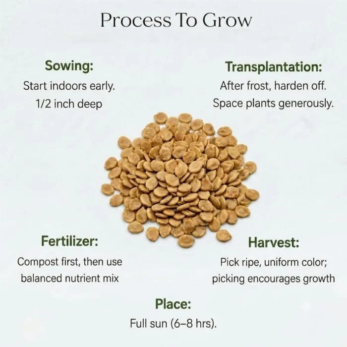 Cherry Tomato Seeds (25 seeds)
