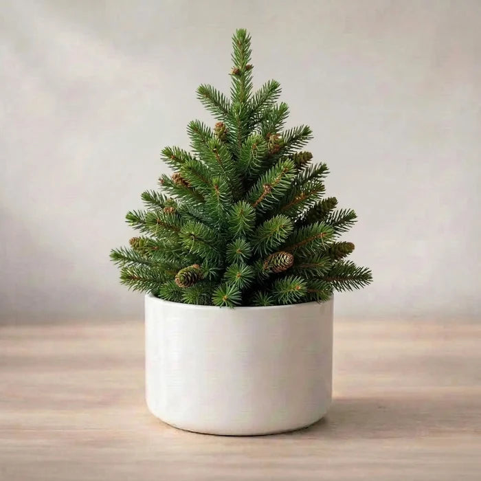 Potted plant on a wooden surface with a neutral background