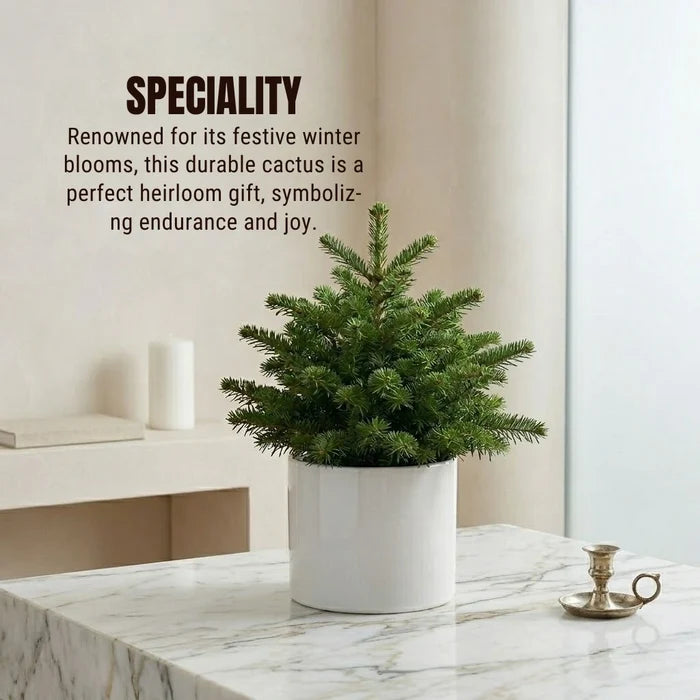 A small, potted evergreen tree sitting on a marble table, accompanied by text describing a "durable cactus" with winter blooms.