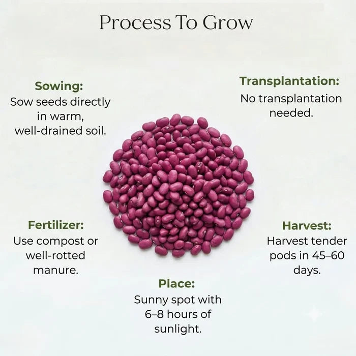 Cluster Beans Seeds (3 seeds)