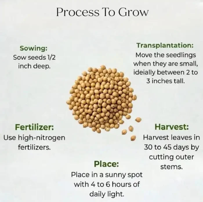 Coriander Seeds (100 seeds)