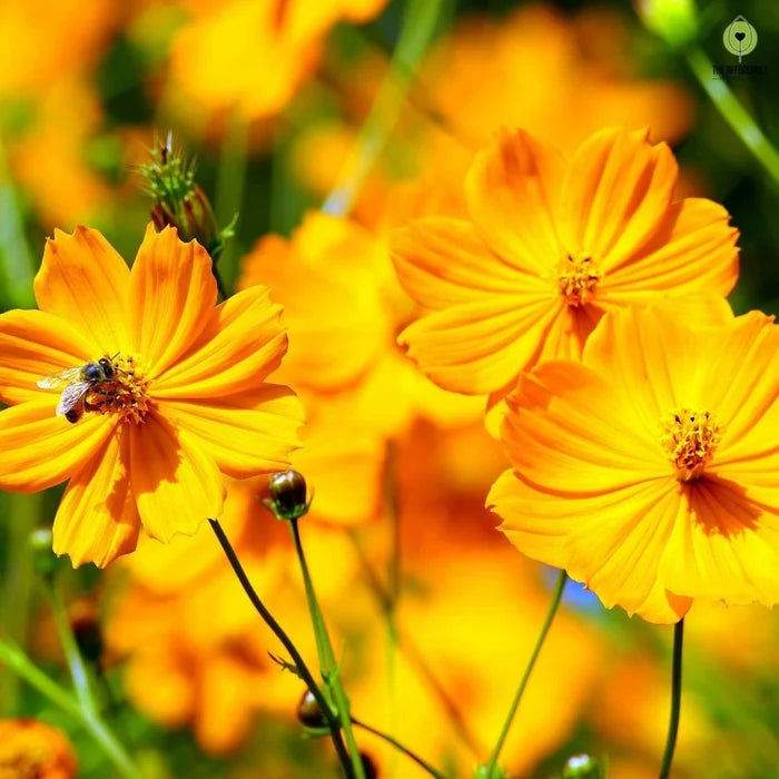 Bright yellow cosmos flowers with honeybee sucking its nectar.