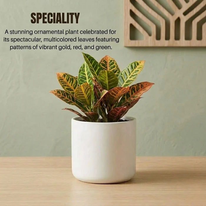 Croton Codiaeum Variegatum (Petra) Sapling (1pc)