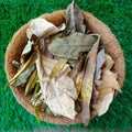 Dried Leaves for Compost and Mulch