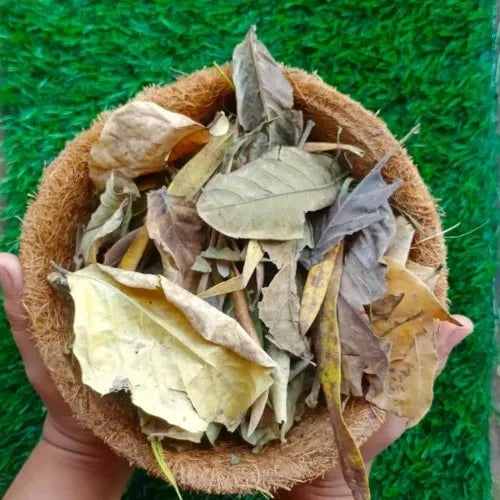 Dried Leaves for Compost and Mulch holding by hand