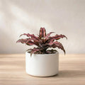 Earth Star Plant Cryptanthus Sapling (1pc)