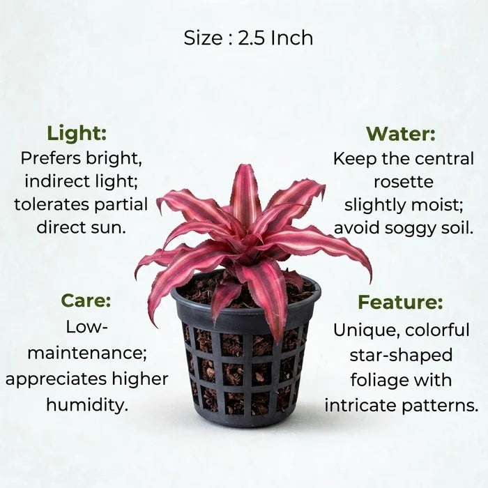 Earth Star Plant Cryptanthus Sapling (1pc)