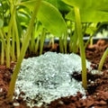 This is an image of white color Epsom salt for plants kept on top of soil with small plants around it.