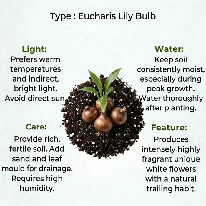 Eucharis Lily Bulb (1pc)