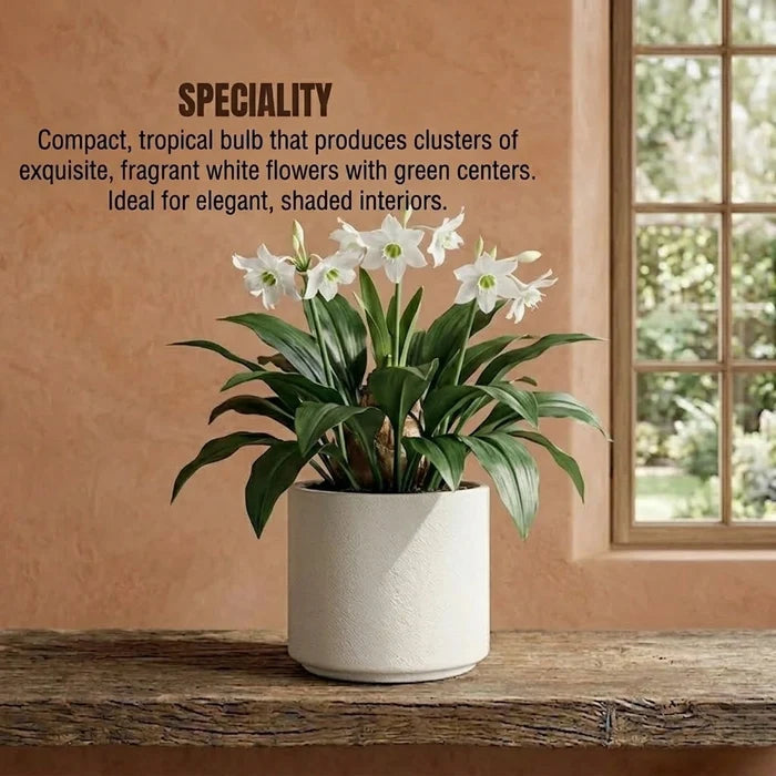 Eucharis Lily Bulb (1pc)