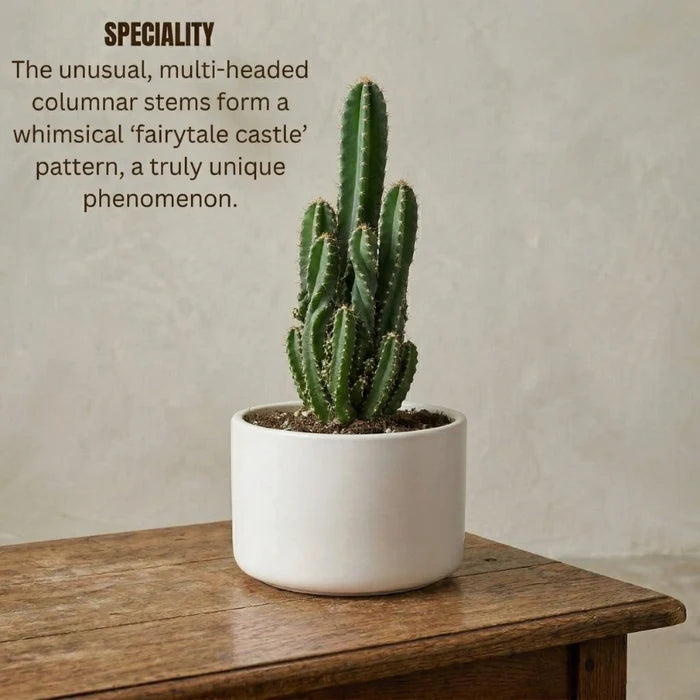 Fairytale Cactus Elongated Sapling (1pc)