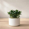 Ficus Microcarpa Bonsai Plant Sapling (1pc)