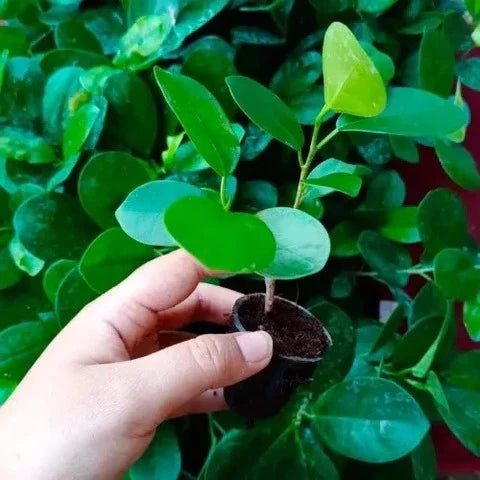 Ficus Microcarpa Bonsai Plant Sapling (1pc)