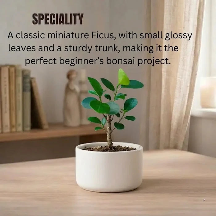 Ficus Microcarpa Bonsai Plant Sapling (1pc)