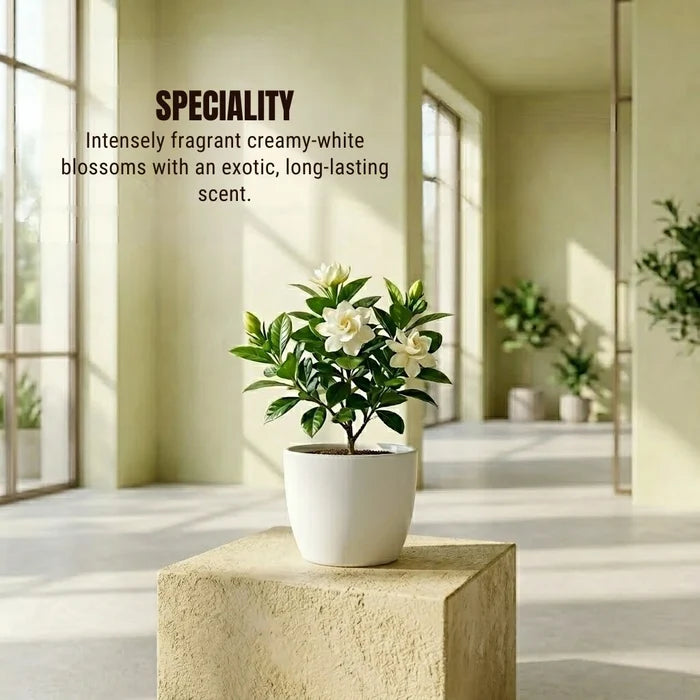 Gardenia Ananta Plant Sapling (1pc)