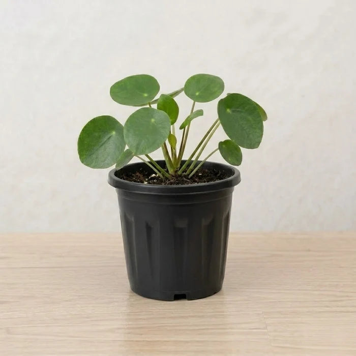Gardening Pot 3-inch (1pc)