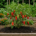 Ghost Pepper Seeds (10 Seeds)