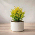 Golden Thuja Plant Sapling (1pc)