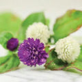 Gompherena Mixed Seeds