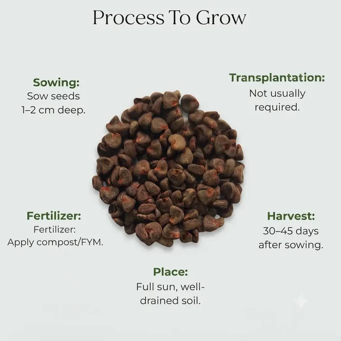 Gongura (Roselle) Seeds (10 seeds)
