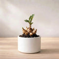 Kaempferia Bulb (1pc)