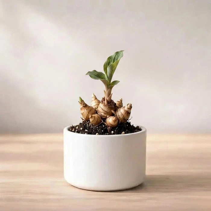 Kaempferia Bulb (1pc)