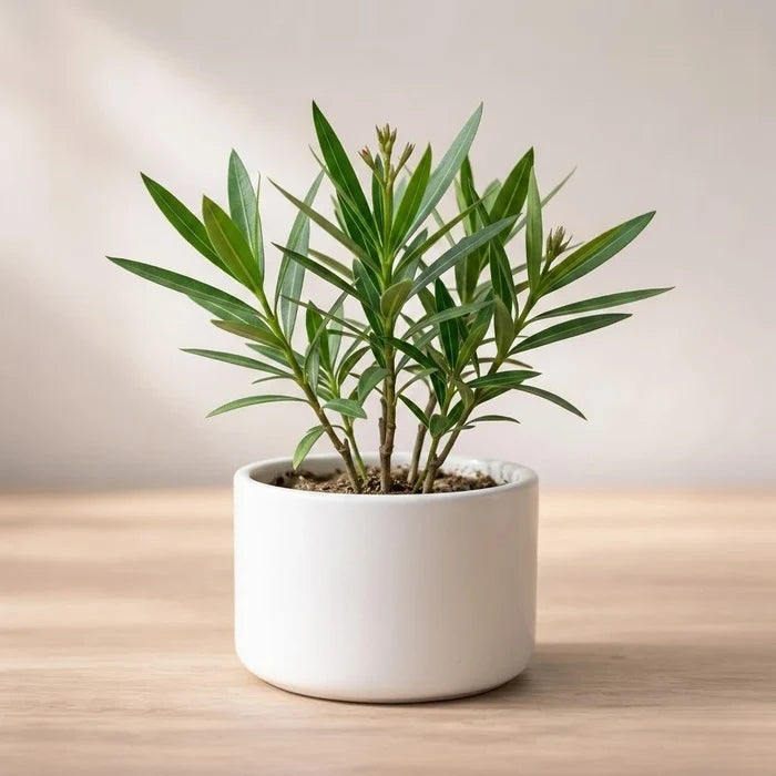 The Oleander is a resilient evergreen shrub known for its slender, pointed leaves and fragrant blooms that thrives in full sun and well-draining soil.