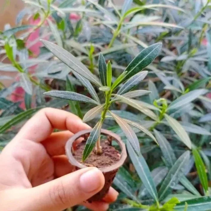 The Oleander is a tough, sun-loving plant with narrow, lance-shaped leaves that is highly drought-tolerant but should be kept away from pets due to its toxicity.