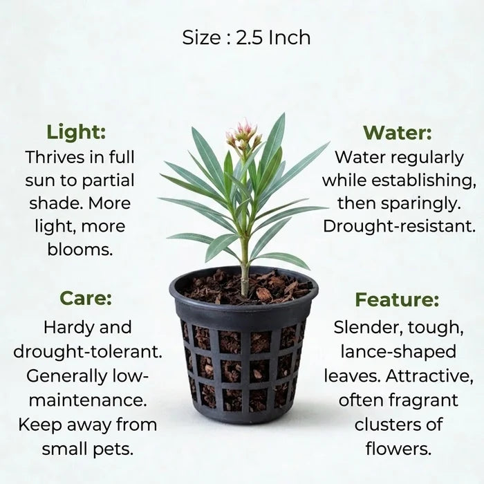 The Oleander is a hardy, drought-tolerant shrub with slender, lance-shaped leaves and fragrant flower clusters that thrives in full sun to partial shade.