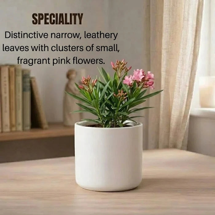 The Oleander (Nerium oleander) features leathery leaves and fragrant pink flowers, thriving in full sun with moderate watering, though it is highly toxic if ingested.