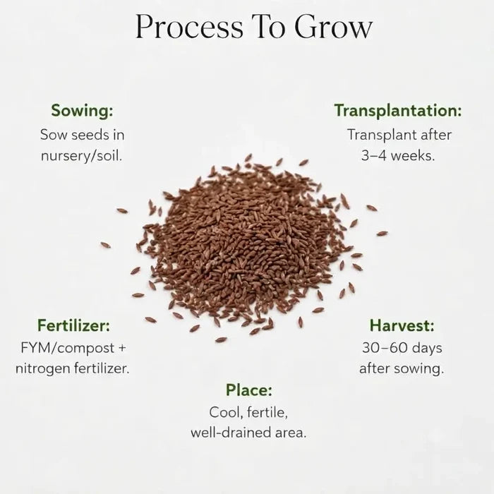 Lettuce Iceberg Seeds (10 Seeds)