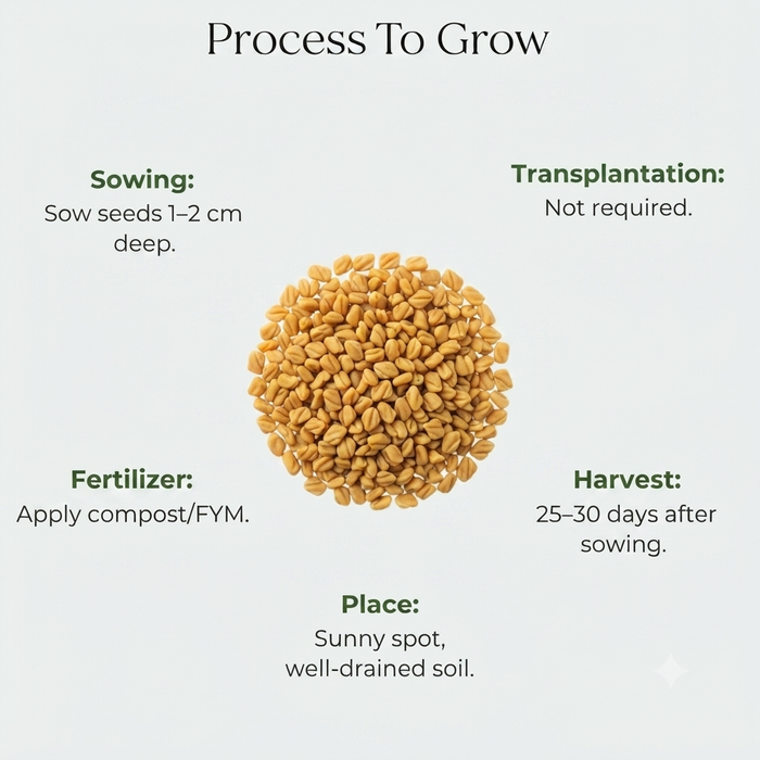 Microgreen Fenugreek Seed (10 gms)