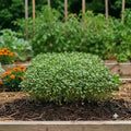 Microgreen Mustard Seeds (10 gms)